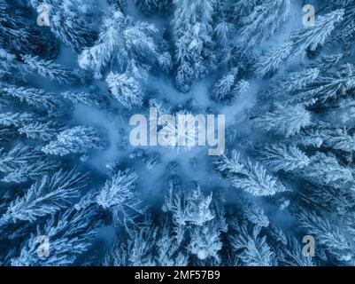 Blick aus der Vogelperspektive auf wunderschöne Kiefern im Schnee im wunderschönen Winter Stockfoto