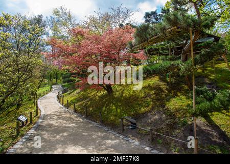 Blick auf einen japanischen Ahornbaum mit roten Blättern und einen Gartenpfad an einem sonnigen Apriltag im japanischen Garten von Hasselt. Auf der rechten Seite befindet sich ein japanisches To Stockfoto