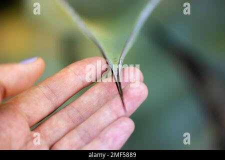 Ein riesiger langer schwarzer, scharfer Dorn von Agave fernandi regis in der Hand einer Frau auf grünem, natürlichem Hintergrund. Saftige, kaktgefährdende Wüstenpflanzen Stockfoto