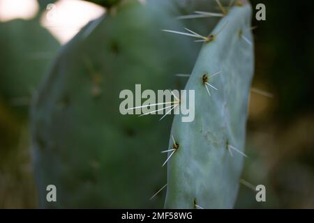 Reifer wilder Stachelbirnen-Kaktus mit einem jungen Nopalenkeim und scharfen Dornen. Nopal opuntia Sukkulente lebende Pflanze, die in einer Wüste auf einem dunkelgrünen na wächst Stockfoto
