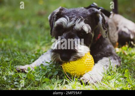 Grauer Zwergschnauzer Welpe liegt an sonnigen Tagen auf einer grünen Wiese auf der Natur und spielt mit einem gelben Ball. Hündin auf einem Spaziergang. Cine dom Stockfoto