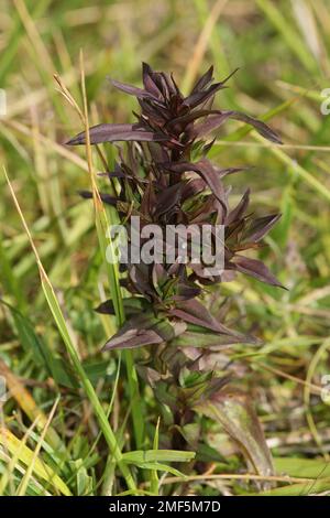 Natürliche Nahaufnahme einer aufkommenden gefährdeten deutschen oder Chiltern enzianischen Gentianella germanica-Pflanze mit dunklen Blättern Stockfoto