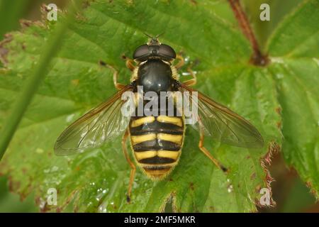 Natürliche Nahaufnahme der Torffffliege mit gelber Barre, Sericomyia silentis, Syrphidae, mit gespreizten Flügeln auf einem grünen Blatt Stockfoto