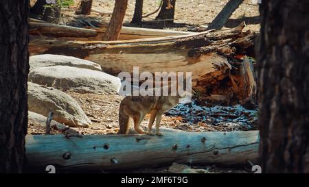 Kojote auf einem Baumstamm im Yosemite-Nationalpark Stockfoto