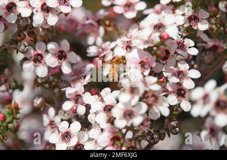 Nahaufnahme einer Honigbiene, die Pollen in einem blühenden Manuka-Busch in Mapua, Neuseeland sammelt Stockfoto