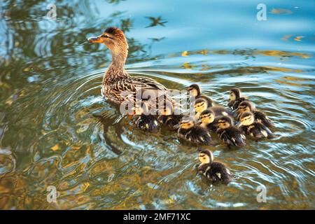 Süße kleine Enten im Wasser mit einer Ente. Blick von oben. Stockfoto