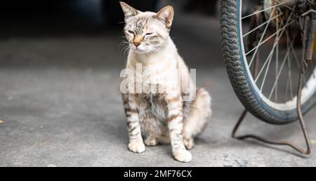 Die siamesische weiße Katze sitzt auf dem Rücksitz eines Fahrrads und fühlt sich entspannt und schaut mit einem kleinen Auge auf etwas. Stockfoto