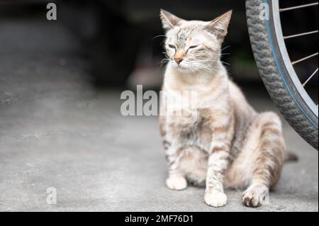 Die siamesische weiße Katze sitzt auf dem Rücksitz eines Fahrrads und fühlt sich entspannt und schaut mit einem kleinen Auge auf etwas. Stockfoto