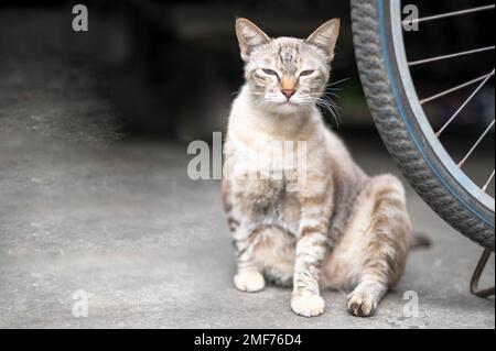 Die siamesische weiße Katze sitzt auf dem Rücksitz eines Fahrrads und fühlt sich entspannt und schaut mit einem kleinen Auge auf etwas. Stockfoto