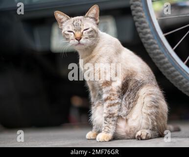 Die siamesische weiße Katze sitzt auf dem Rücksitz eines Fahrrads und fühlt sich entspannt und schaut mit einem kleinen Auge auf etwas. Stockfoto