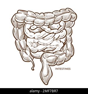 Darmverdauungssystem isolierte Skizze innerer Organe Stock Vektor