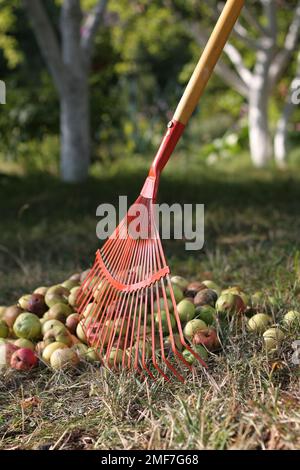 Roter Rechen vor dem Hintergrund eines riesigen Haufens von geharkten überreifen Äpfeln im Sommergarten Stockfoto