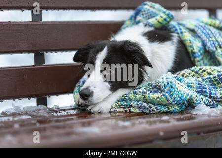 Trauriger Hund von Border Collie, der auf einer Bank lag, bedeckt mit einer Decke in kalter WinterNatur Stockfoto