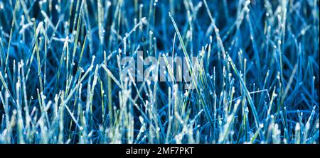 Frostbefallene junge Weizentriebe. Der Einfluss der Witterungsbedingungen auf die Produktivität. Das grüne Gras ist mit Eiskristallen bedeckt. Ein Wunder Stockfoto