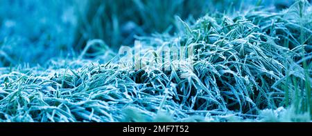 Frostbefallene junge Weizentriebe. Der Einfluss der Witterungsbedingungen auf die Produktivität. Das grüne Gras ist mit Eiskristallen bedeckt. Ein Wunder Stockfoto