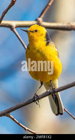 Westlicher Gelbschwanz, der Vogel sitzt auf einem Ast. Vor einem verschwommenen Hintergrund. Stockfoto