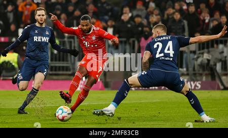 München, Deutschland. 24. Januar 2023. Serge Gnabry (C) von Bayern München schießt am 24. Januar 2023 beim deutschen Bundesliga-Fußballspiel in der ersten Liga zwischen Bayern München und dem Kölner FC in München. Kredit: Philippe Ruiz/Xinhua/Alamy Live News Stockfoto