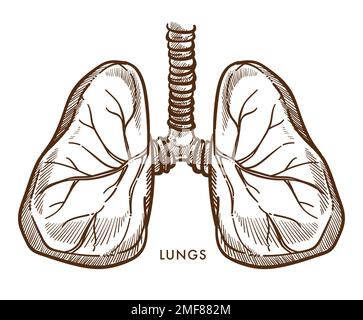 Lungen-Atmungssystem internes Organ isolierte Skizze Stock Vektor
