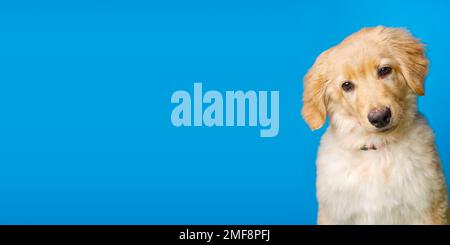 Hovawart goldenes Hündchen isoliert auf blauem Hintergrund. Ein Porträt eines süßen Golden Retriever, isoliert Stockfoto