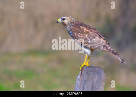 Juvenile rote Schulterfalke, hoch oben auf einem Zaunpfahl. Stockfoto