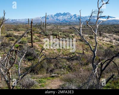 Der legendäre Four Peaks Mountain und die umliegende Bergkette nahe Phoenix Arizona sind mit seltenem Schnee übersät, der einer schnelllebigen Kaltfront folgt Stockfoto