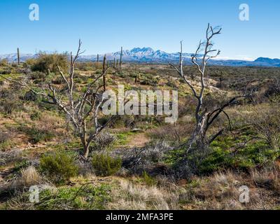 Der legendäre Four Peaks Mountain und die umliegende Bergkette nahe Phoenix Arizona sind mit seltenem Schnee übersät, der einer schnelllebigen Kaltfront folgt Stockfoto