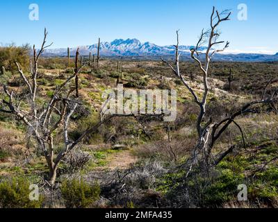 Der legendäre Four Peaks Mountain und die umliegende Bergkette nahe Phoenix Arizona sind mit seltenem Schnee übersät, der einer schnelllebigen Kaltfront folgt Stockfoto