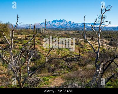 Der legendäre Four Peaks Mountain und die umliegende Bergkette nahe Phoenix Arizona sind mit seltenem Schnee übersät, der einer schnelllebigen Kaltfront folgt Stockfoto