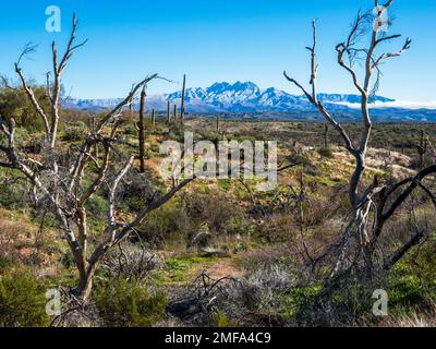 Der legendäre Four Peaks Mountain und die umliegende Bergkette nahe Phoenix Arizona sind mit seltenem Schnee übersät, der einer schnelllebigen Kaltfront folgt Stockfoto