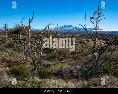 Der legendäre Four Peaks Mountain und die umliegende Bergkette nahe Phoenix Arizona sind mit seltenem Schnee übersät, der einer schnelllebigen Kaltfront folgt Stockfoto