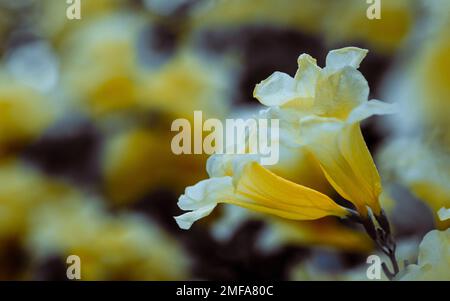 Alte ältere gelbe Blume oder Trompetbusch, Trompetblume, Gelbe Trompetblume, Gelber Trompetbusch auf Baum und Natur verschwommener Hintergrund. Stockfoto