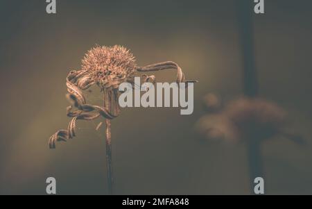 Trockene Wildblumen im Sommer mit Naturhintergrund, Kunst der Natur, Foto mit braunen Blumen. Stockfoto