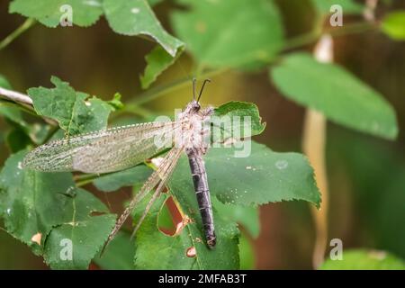 Distoleon tetragrammicus, eine Antlionenart der Neuropterenfamilie Myrmeleontidae. Erwachsener Antlion Lacewing, Ameise Löwe, nah beieinander Stockfoto