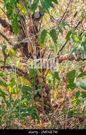 So viele Schnecken sitzen auf dem Busch Stockfoto