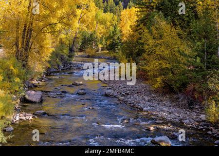 Herbst am San Miguel River - Ein farbenfroher Blick auf den oberen San Miguel River, der sich in einer steilen Schlucht schlängelt. Telluride, Colorado, USA. Stockfoto