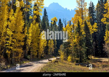 Herbstbergwald - zwei junge Maultierhirsche, die eine Hinterlandstraße in einem dichten Herbstwald am Fuße der zerklüfteten Sneffels Range durchqueren. CO, USA. Stockfoto