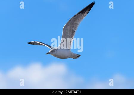 Fliegende Möwe - Nahaufnahme einer Möwe, die hoch oben am blauen Himmel fliegt. Chatfield State Park, Denver-Littleton, Colorado, USA. Stockfoto