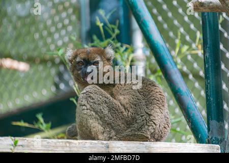 Großbambus Lemur (Prolemur simus) im Zoo Stockfoto