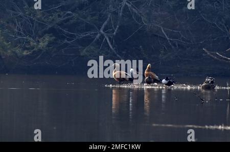 Ahmedabad, Indien. 22. Januar 2023. Ruddy Shelduk zusammen mit anderen Vögeln, die auf der Insel im Thol Lake gesehen werden. Das Thol-Vogelschutzgebiet ist ein Feuchtgebiet und wichtiger Lebensraum für die auf der Liste der IUCN (International Union for Conservation of Nature) aufgeführten bedrohten Arten und unterstützt im Winter mehr als 20.000 Wasservögel. In der Wandersaison beherbergt das Feuchtgebiet regelmäßig mehr als 5000 Glossy Ibis. Kredit: SOPA Images Limited/Alamy Live News Stockfoto