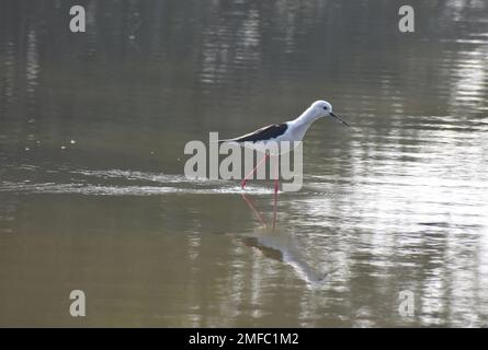 Ahmedabad, Indien. 22. Januar 2023. Schwarzflügelsteine waten im Wasser des Thol-Sees. Das Thol-Vogelschutzgebiet ist ein Feuchtgebiet und wichtiger Lebensraum für die auf der Liste der IUCN (International Union for Conservation of Nature) aufgeführten bedrohten Arten und unterstützt im Winter mehr als 20.000 Wasservögel. In der Wandersaison beherbergt das Feuchtgebiet regelmäßig mehr als 5000 Glossy Ibis. Kredit: SOPA Images Limited/Alamy Live News Stockfoto