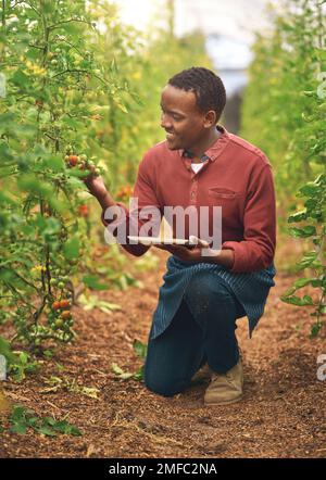 Nach meinen Recherchen sind diese Tomaten perfekt. Aufnahme eines gutaussehenden, jungen Bauern, der ein Tablet benutzt, während er seine Ernte kontrolliert. Stockfoto