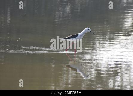 Ahmedabad, Gujarat, Indien. 22. Januar 2023. Schwarzflügelsteine waten im Wasser des Thol-Sees. Das Thol-Vogelschutzgebiet ist ein Feuchtgebiet und wichtiger Lebensraum für die auf der Liste der IUCN (International Union for Conservation of Nature) aufgeführten bedrohten Arten und unterstützt im Winter mehr als 20.000 Wasservögel. In der Wandersaison beherbergt das Feuchtgebiet regelmäßig mehr als 5000 Glossy Ibis. (Kreditbild: © Ashish Vaishnav/SOPA Images via ZUMA Press Wire) NUR REDAKTIONELLE VERWENDUNG! Nicht für den kommerziellen GEBRAUCH! Stockfoto