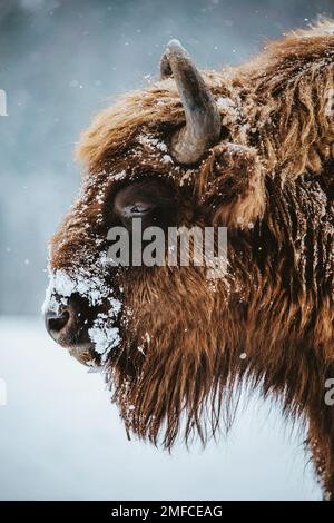 Europäisches Bisonporträt (Bison bonasus) im verschneiten Wald. Naturlandschaft im Winter. Siebenbürgen, Rumänien. Stockfoto