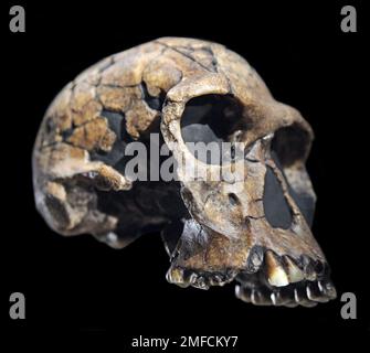 Spezies Homo habilis Schädel. Handlicher Mann. Archaische Homo-Arten lebten vor 2,1 bis 1,5 Millionen Jahren. Homo habilis. Stockfoto