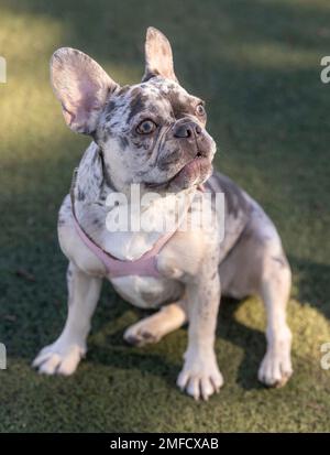 13 Monate alte Blue Merle Französische Bulldog Hündin sitzt und schaut hoch. Abseits der Leine gelegener Hundepark in Nordkalifornien. Stockfoto