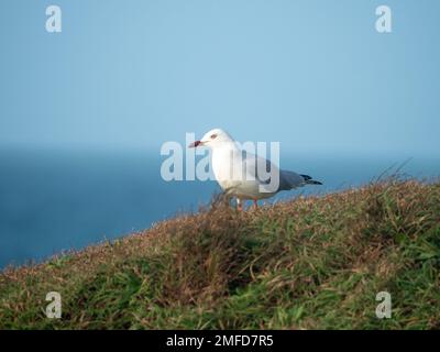 Vögel, eine australische Silbermöwe, die auf der grasbewachsenen Landzunge steht und auf das Meer, den Horizont und den blassblauen Himmel in Australien blickt Stockfoto