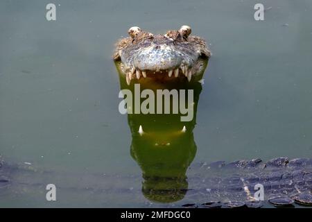 Ein Krokodil mit offenem Mund schaut vom Wasser aus, wo das nächste Krokodil schwimmt Stockfoto