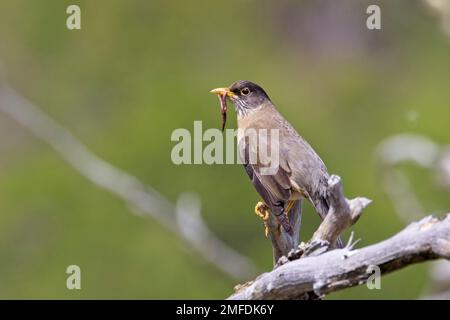 Austral Thrush, (Turdus falcklandii), adulte Würmer sammeln für Nestlinge, Tierra del Fuego, Patagonien, Argentinien. Stockfoto
