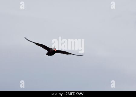 Black Oystercatcher (Haematopus ater), Erwachsener im Flug, Tierra del Fuego, Patagonia, Argentinien. Stockfoto