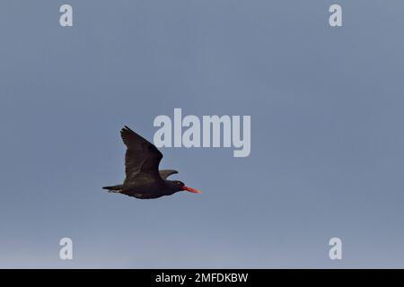 Black Oystercatcher (Haematopus ater), Erwachsener im Flug, Tierra del Fuego, Patagonia, Argentinien. Stockfoto